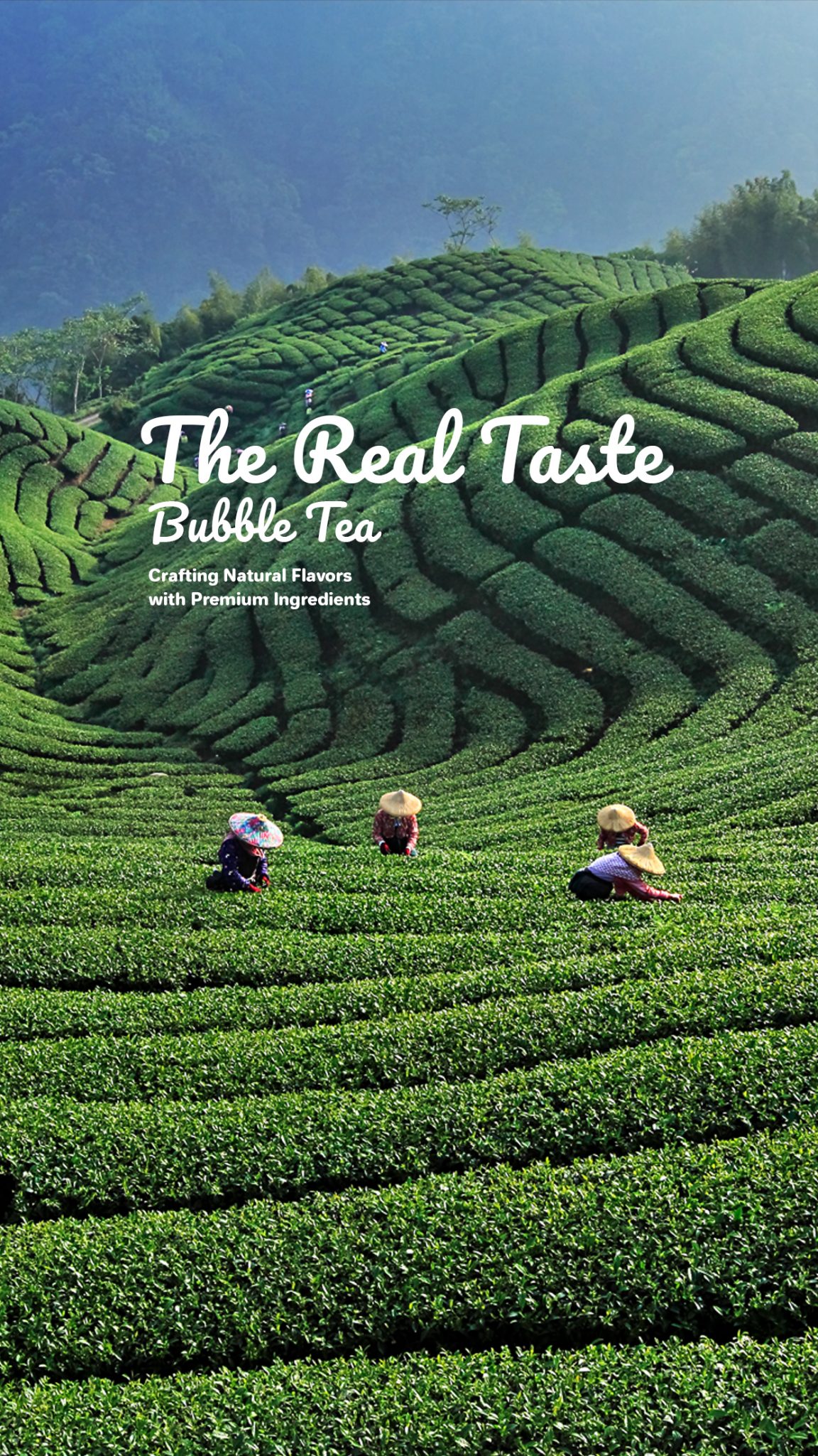 Teamate – The Real Taste Bubble Tea – Our goal is to bring the tea ...